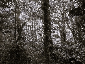 a-history-of-earlswood_image2.jpeg